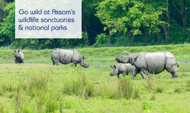 8 wildlife sanctuaries and national parks in Assam