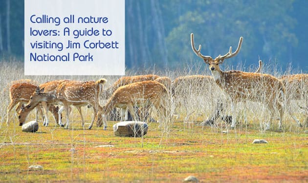 Calling all nature lovers: A guide to visiting Jim Corbett National Park