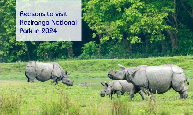 Reasons to visit Kaziranga National Park if you love wildlife