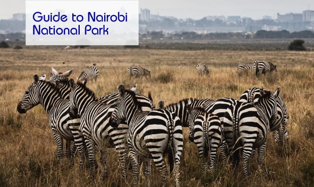 Guide to Nairobi National Park
