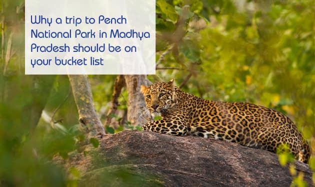 Why a trip to Pench National Park in Madhya Pradesh should be on your bucket list