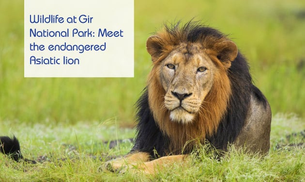 Everything to know about wildlife safari at Gir National Park