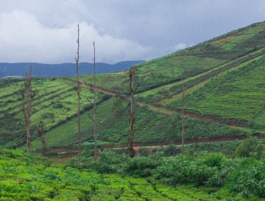 Six reasons why Coorg should be your next holiday in the hills