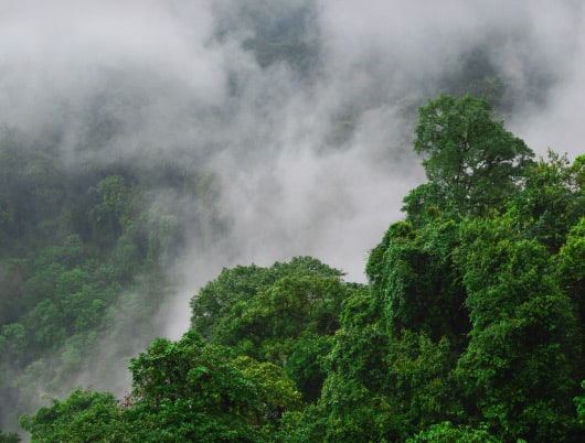 Not just tea gardens, Dibrugarh in Assam has much to offer as a holiday destination
