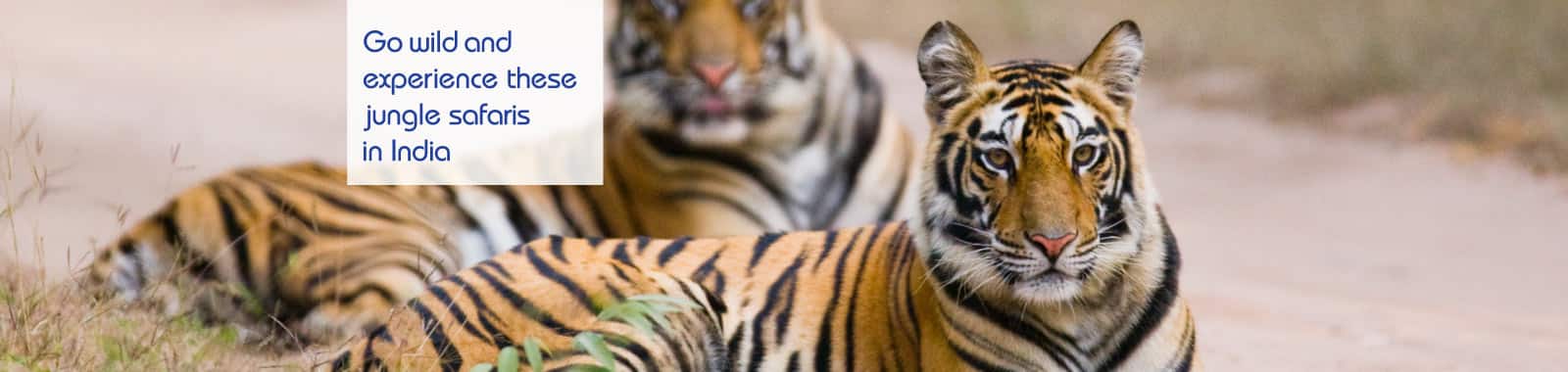 Go wild and experience these jungle safaris in India