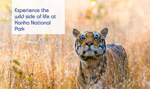 Experience the wild side of life at Kanha National Park