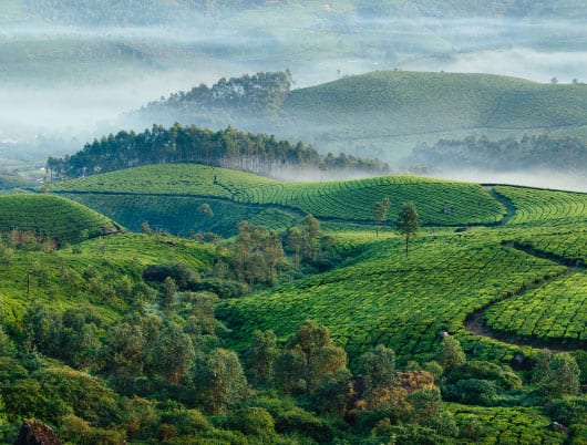 Top 5 beautiful places to explore in Munnar