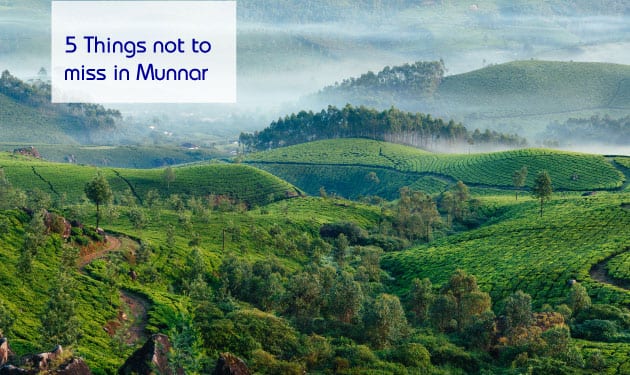 Top 5 beautiful places to visit in Munnar
