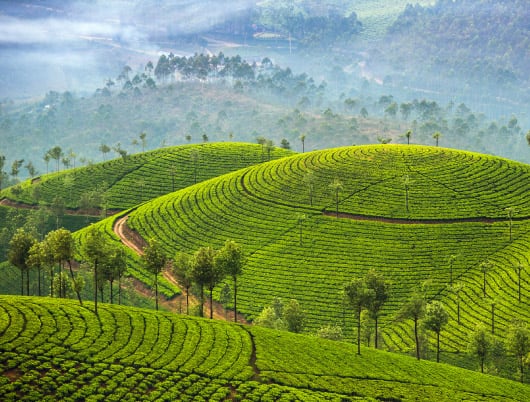Why Munnar in Kerala should be on every tea lover’s travel wish list