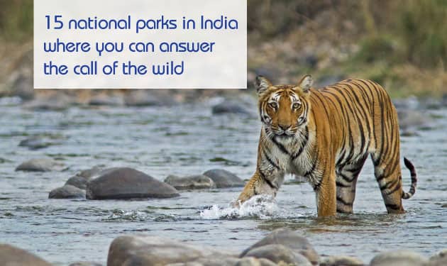 Wildlife Tourism: Fifteen best National parks in India for a memorable wildlife experience