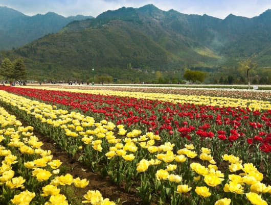 Planning a trip to Srinagar? Here’s what you should definitely try