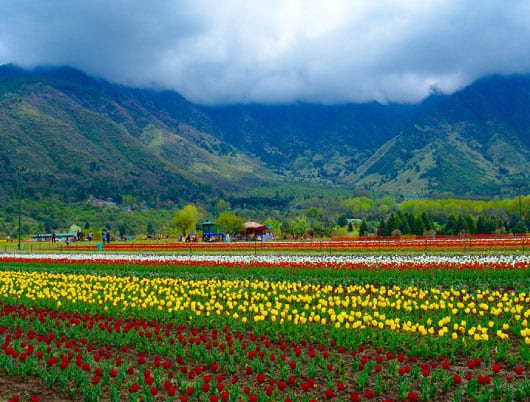 Five reasons why you should visit Srinagar - A loved destination for all travellers
