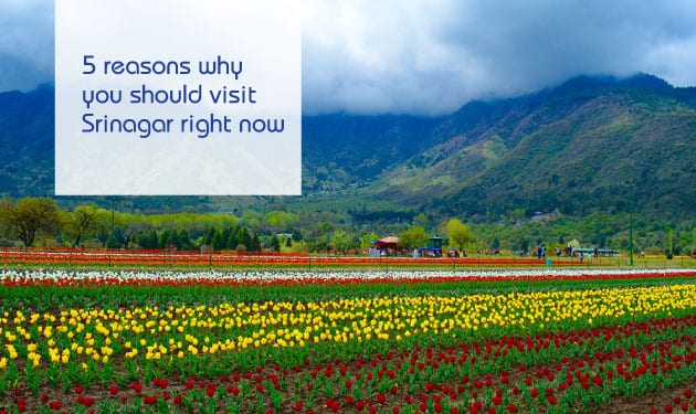 Five reasons why you should visit Srinagar - A loved destination for all travellers
