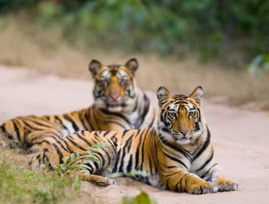 Go wild and experience these jungle safaris in India