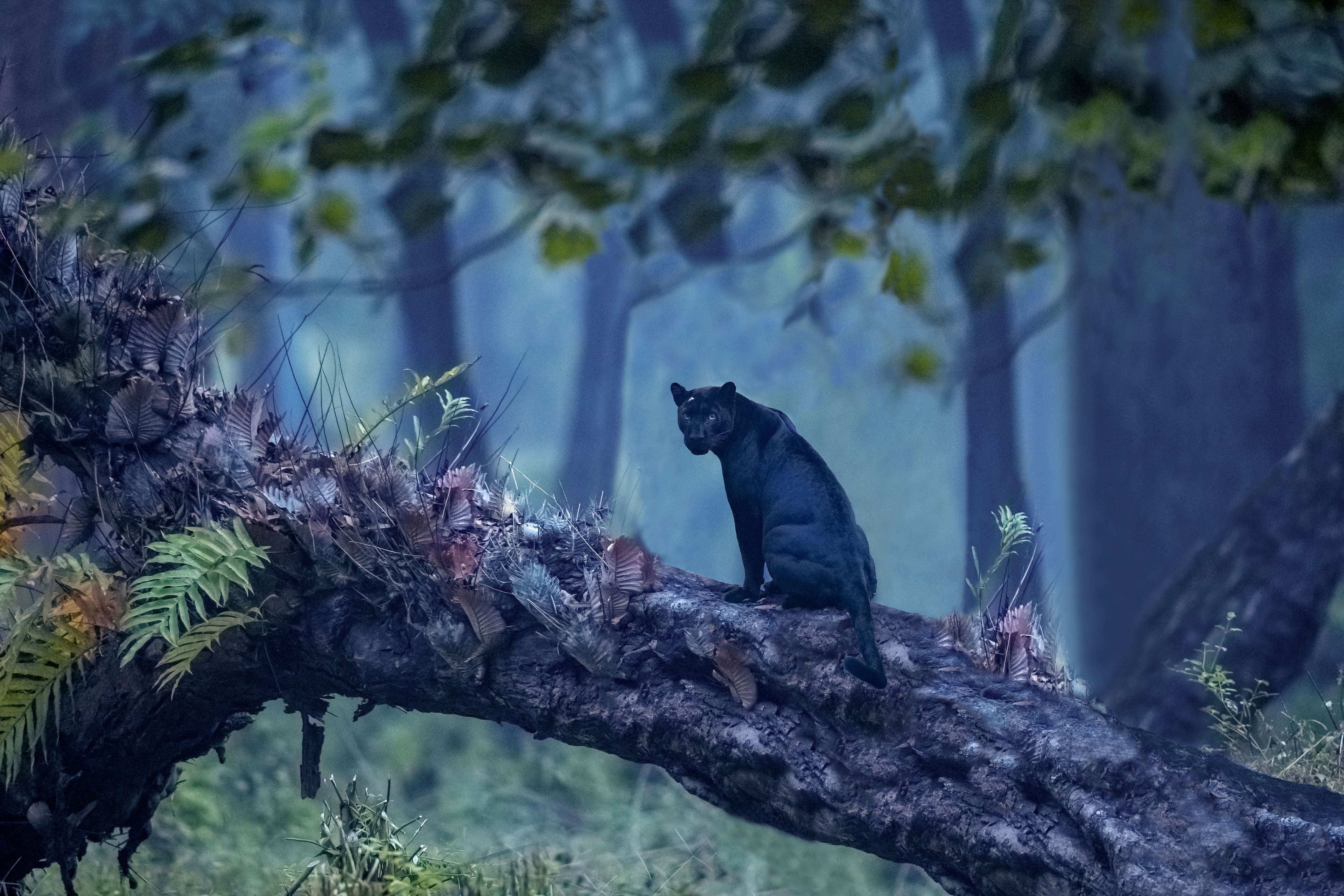Rangapahar Reserve Forest