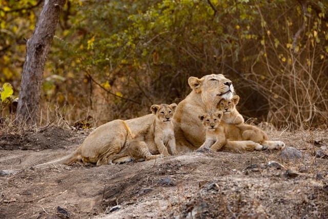 Wildlife sanctuaries