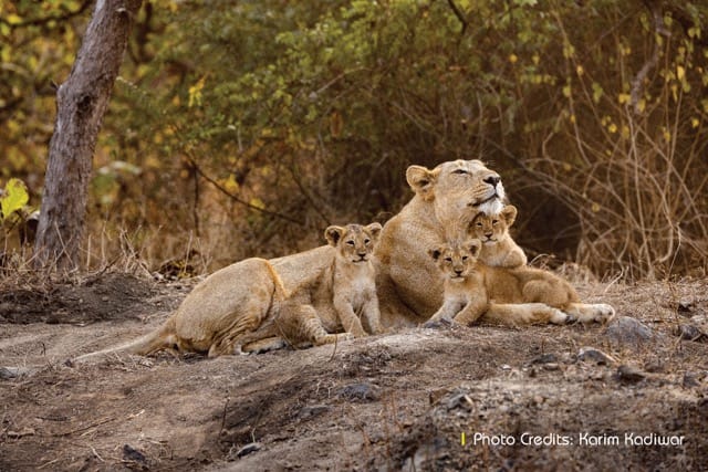 Wildlife sanctuaries