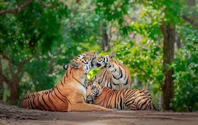 Van Vihar National Park