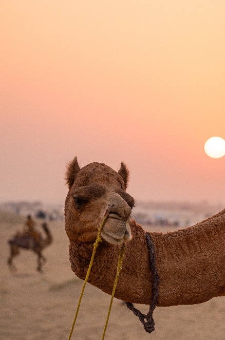 Camel safaris