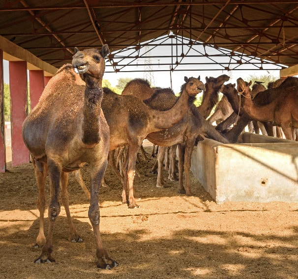 National Research Centre on Camel