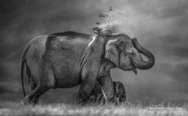 Dehing Patkai Wildlife Sanctuary