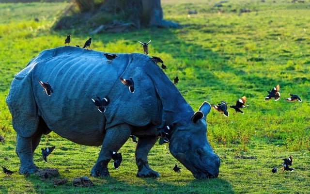 Pobitora Wildlife Sanctuary