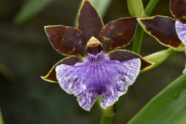 Kaziranga National Orchid and Biodiversity Park