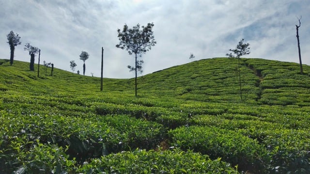 Tocklai Tea Research Institute