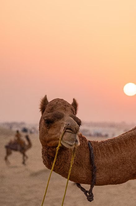 Camel safaris