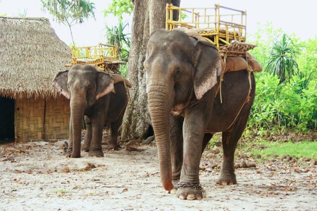 Sakrebyle Elephant Camp