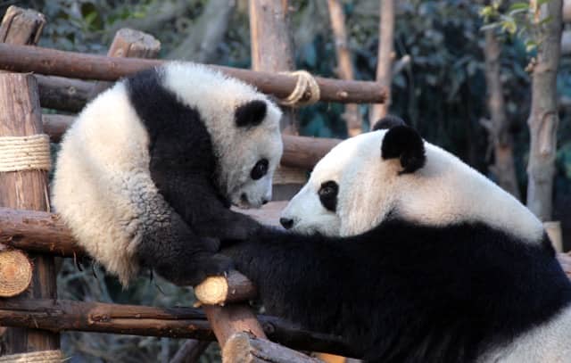 Chengdu Research Base of Giant Panda Breeding