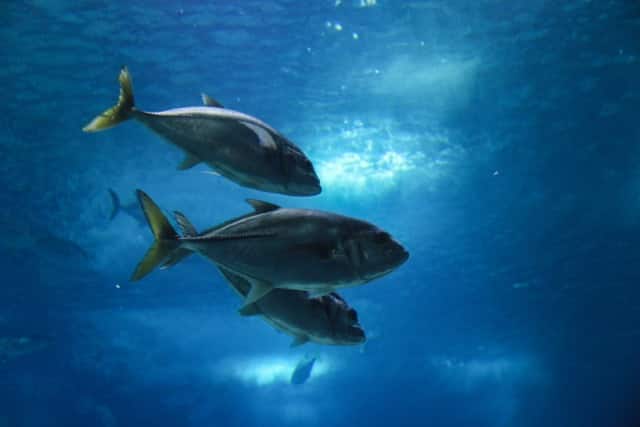 Lisbon Fish & Flavours Festival