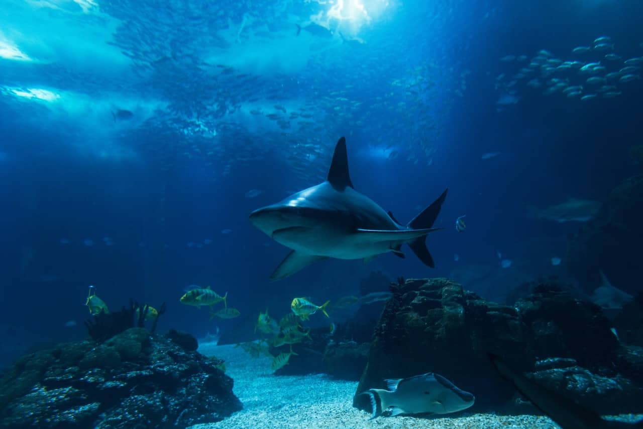 Oceanário de Lisboa