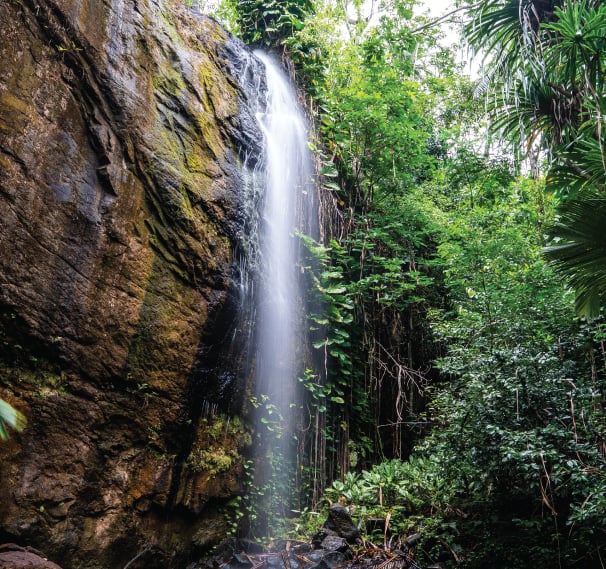 Vallée de Mai Nature Reserve