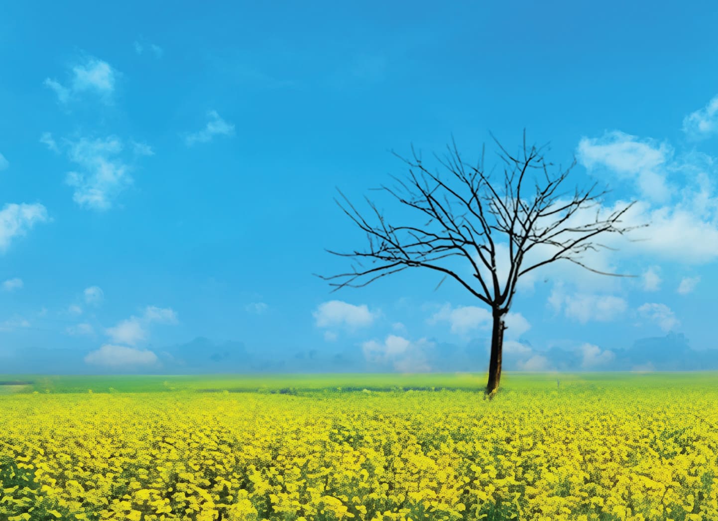 Adampur Airport Guide 