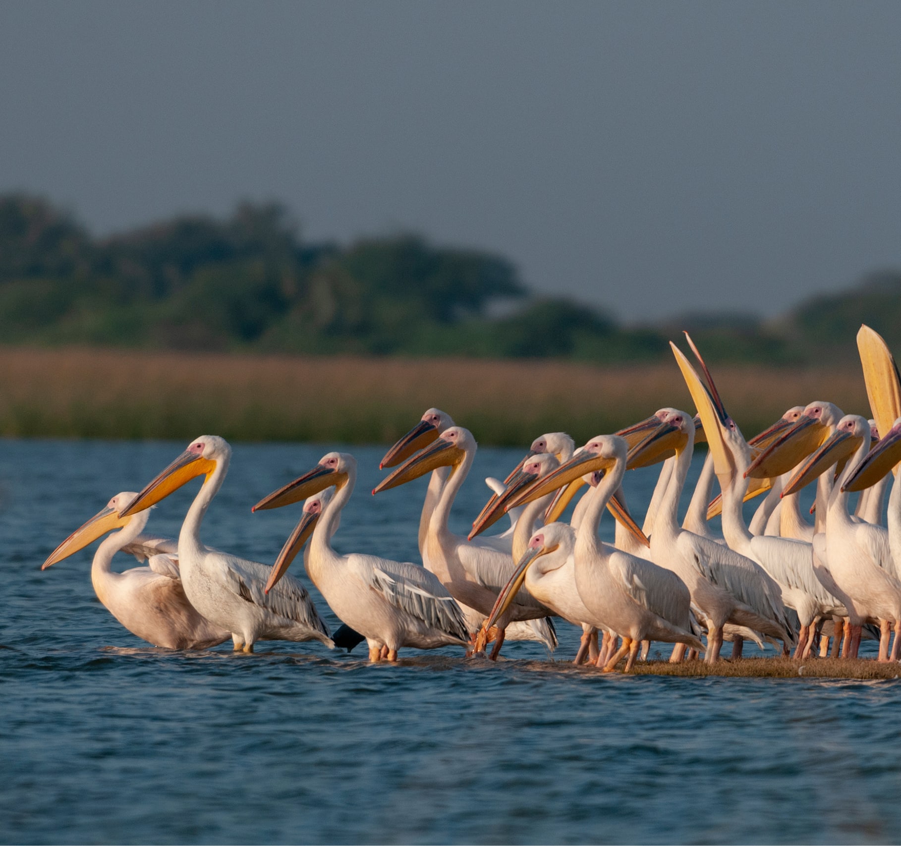 Khijadiya Bird Sanctuary