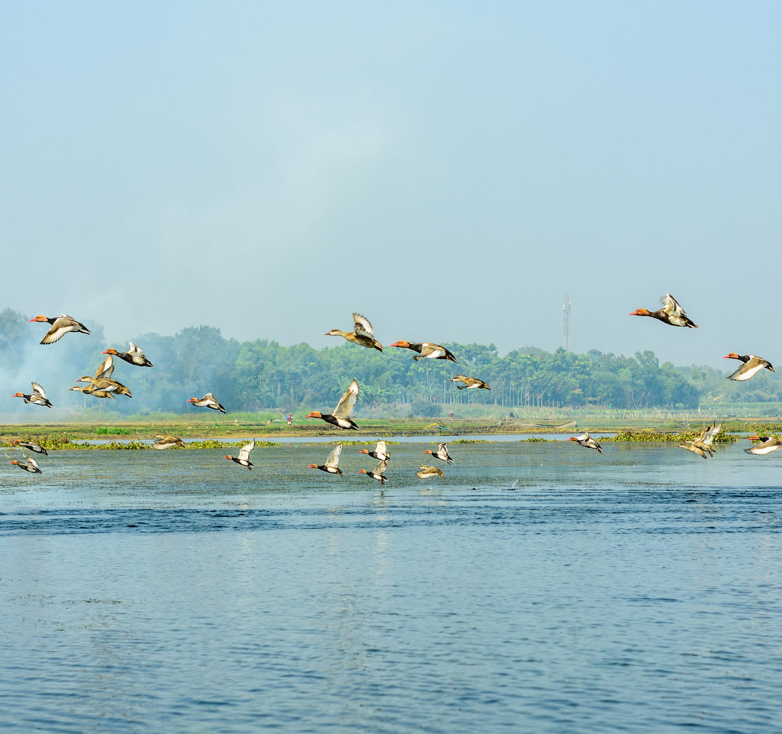 Okhla Bird Sanctuary, Noida