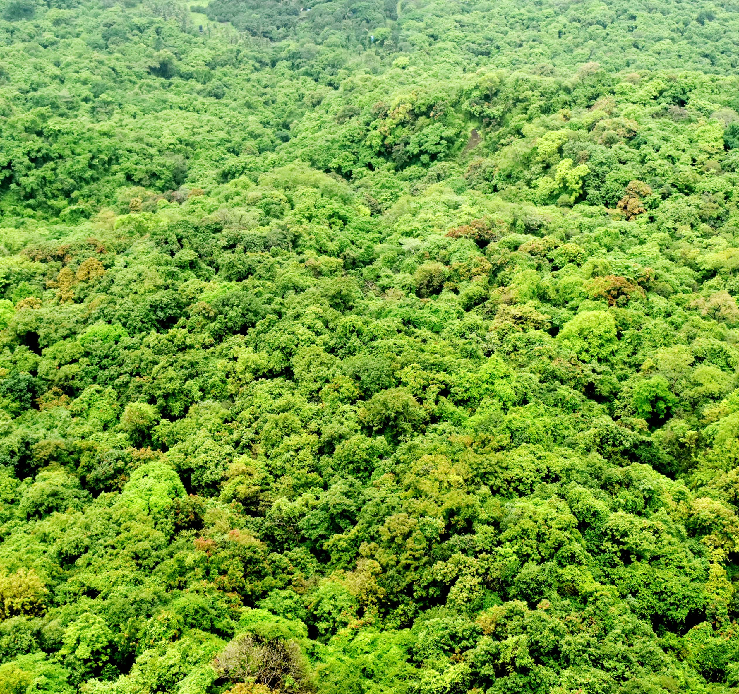 Karnala Bird Sanctuary